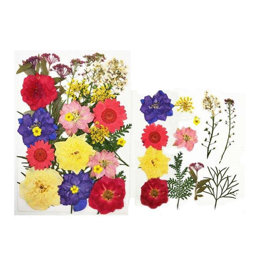 Natural Dried Pressed Flowers