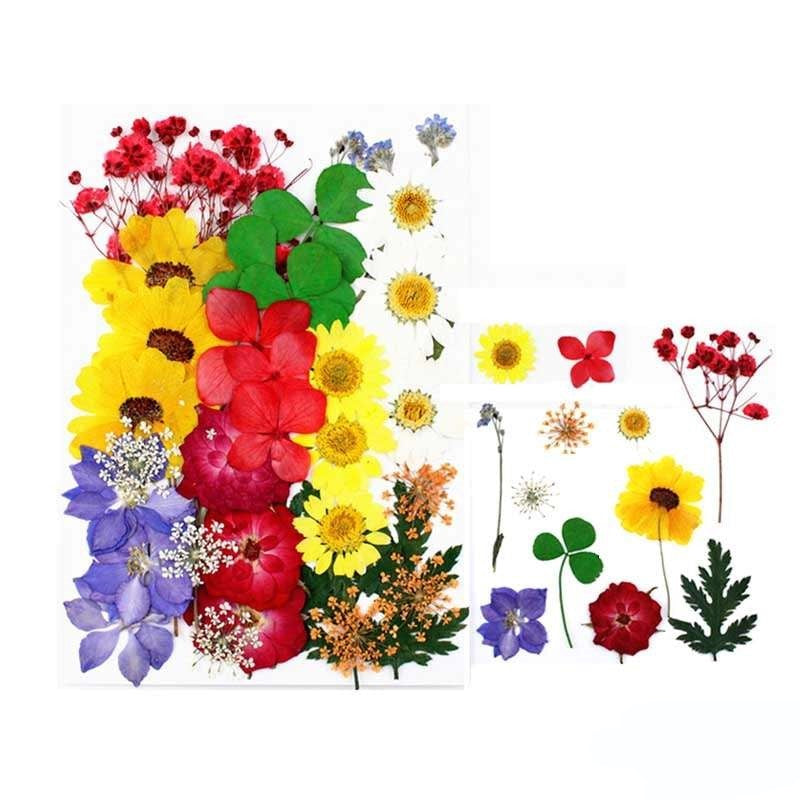 Natural Dried Pressed Flowers