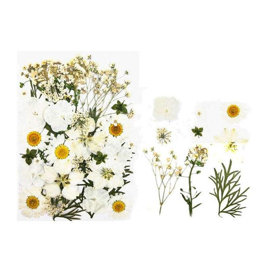 Natural Dried Pressed Flowers