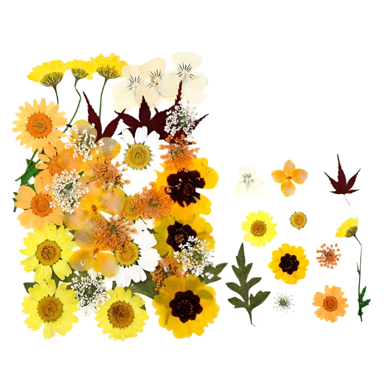Natural Dried Pressed Flowers