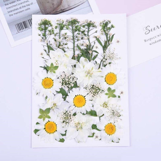 Natural Dried Pressed Flowers