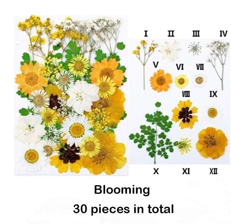 Natural Dried Pressed Flowers