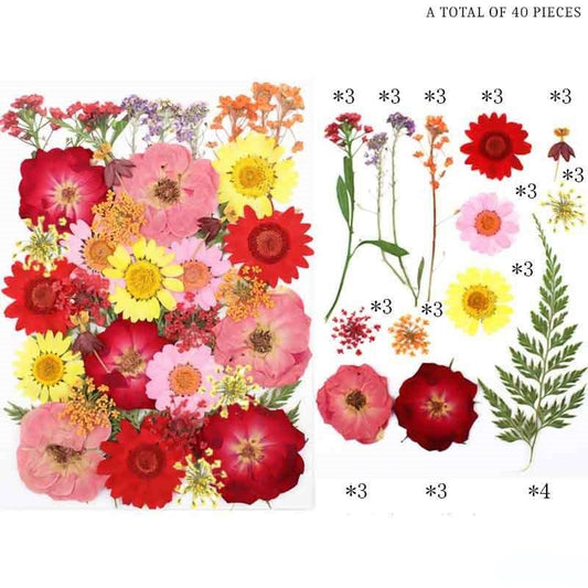 Natural Dried Pressed Flowers