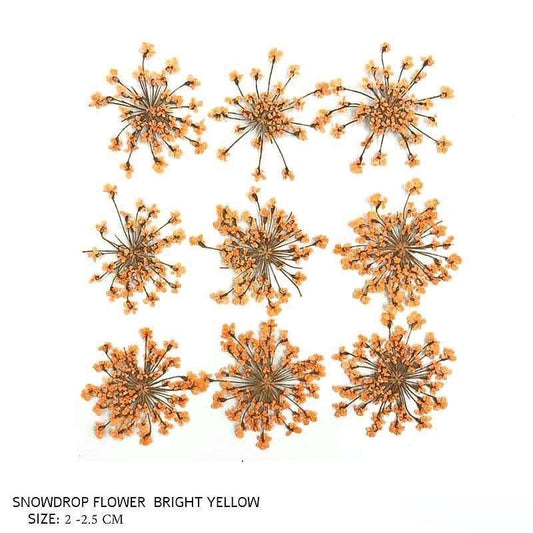 Natural Dried Pressed Snowdrop Flowers Bright Yellow