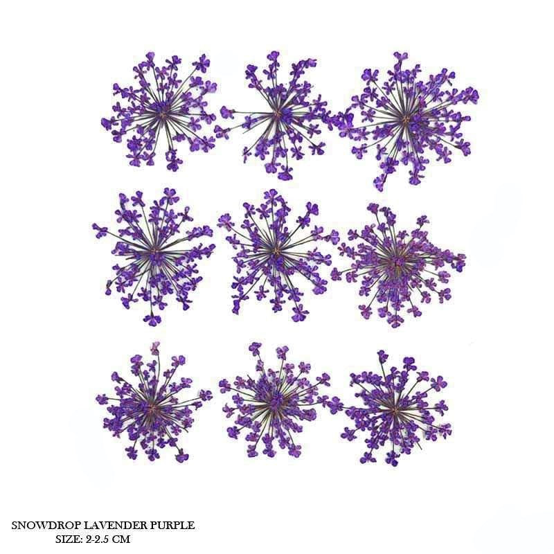 Natural Dried Pressed Snowdrop Flowers Lavender Purple