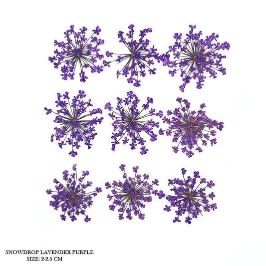 Natural Dried Pressed Snowdrop Flowers Lavender Purple