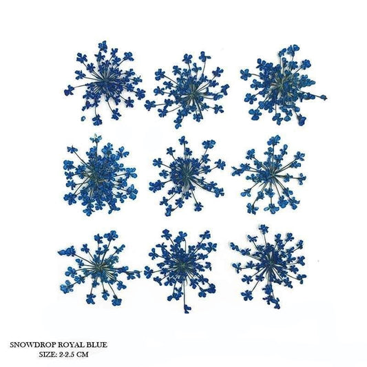 Natural Dried Pressed Snowdrop Flowers Royal Blue