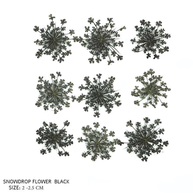Natural Dried Pressed Snowdrop Flowers Black