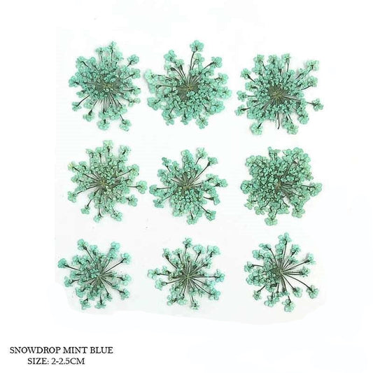 Natural Dried Pressed Snowdrop Flowers Mint Blue