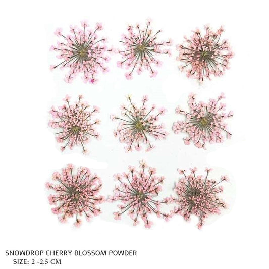 Natural Dried Pressed Snowdrop Flowers Cherry Blossom