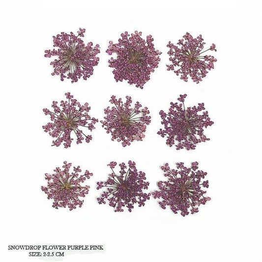 Natural Dried Pressed Snowdrop Flowers Purple Pink