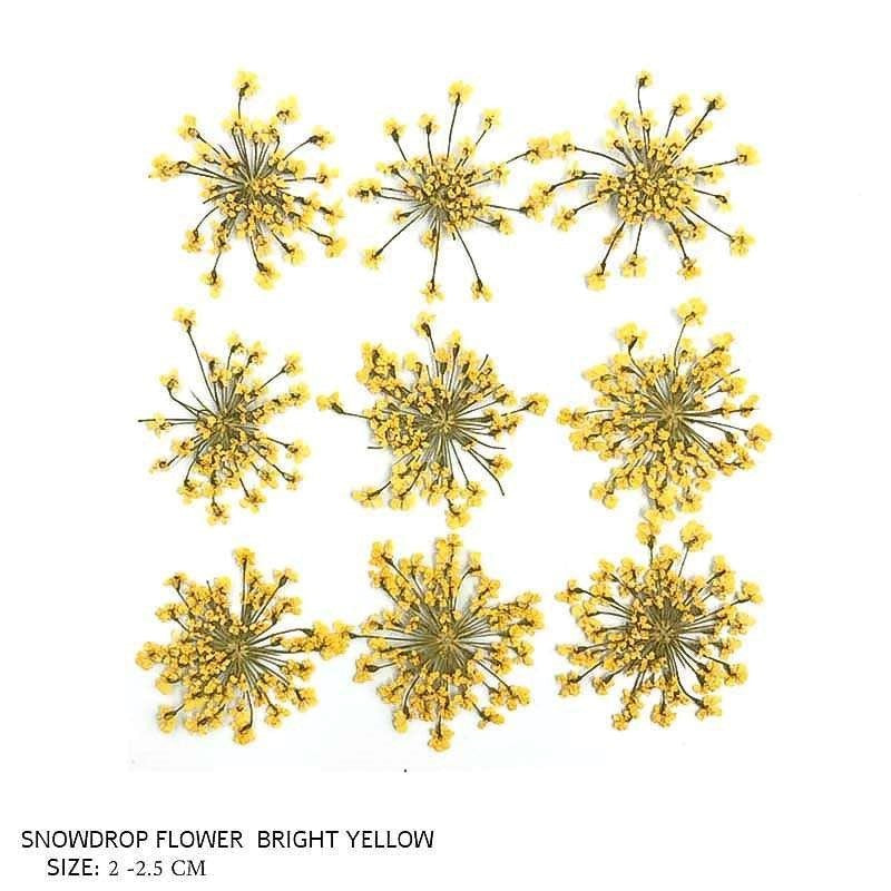 Natural Dried Pressed Snowdrop Flowers Bright Yellow