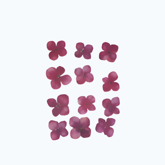 Natural Dried Pressed Flowers