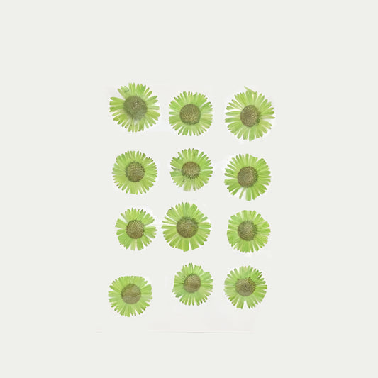 Natural Dried Pressed Flowers