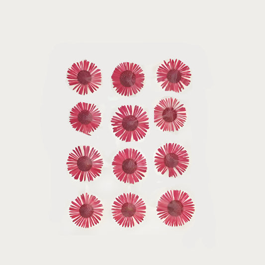 Natural Dried Pressed Flowers
