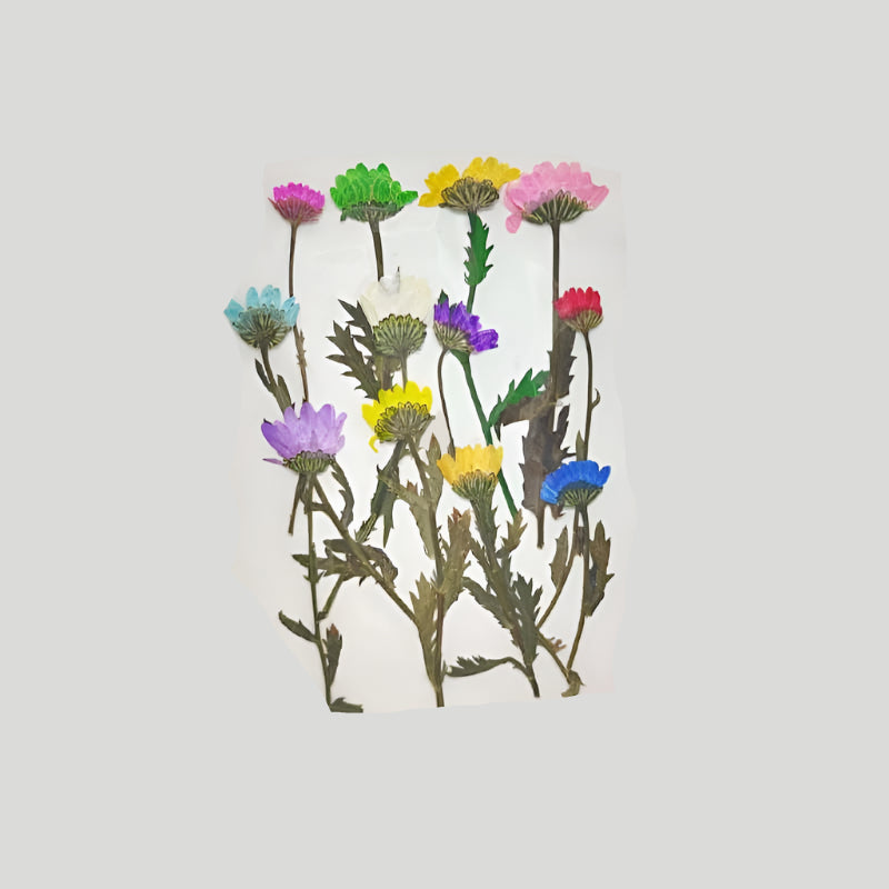 Natural Dried Pressed Flowers