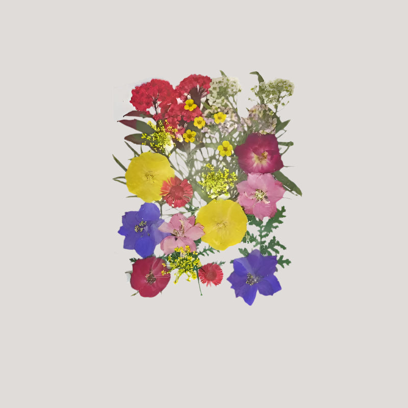 Natural Dried Pressed Flowers