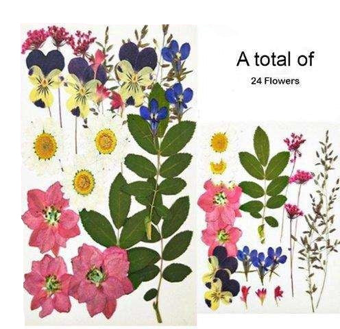 Natural Dried Pressed Flowers