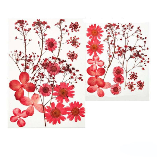 Natural Dried Pressed Flowers