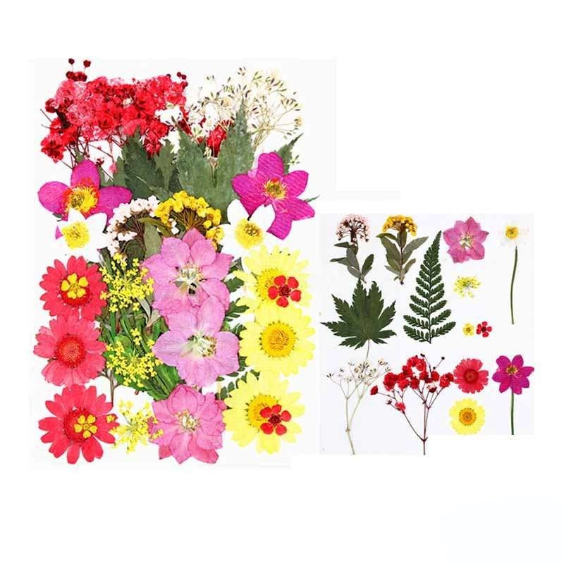 Natural Dried Pressed Flowers