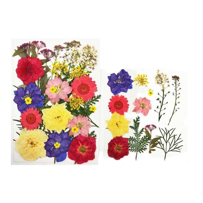 Natural Dried Pressed Flowers