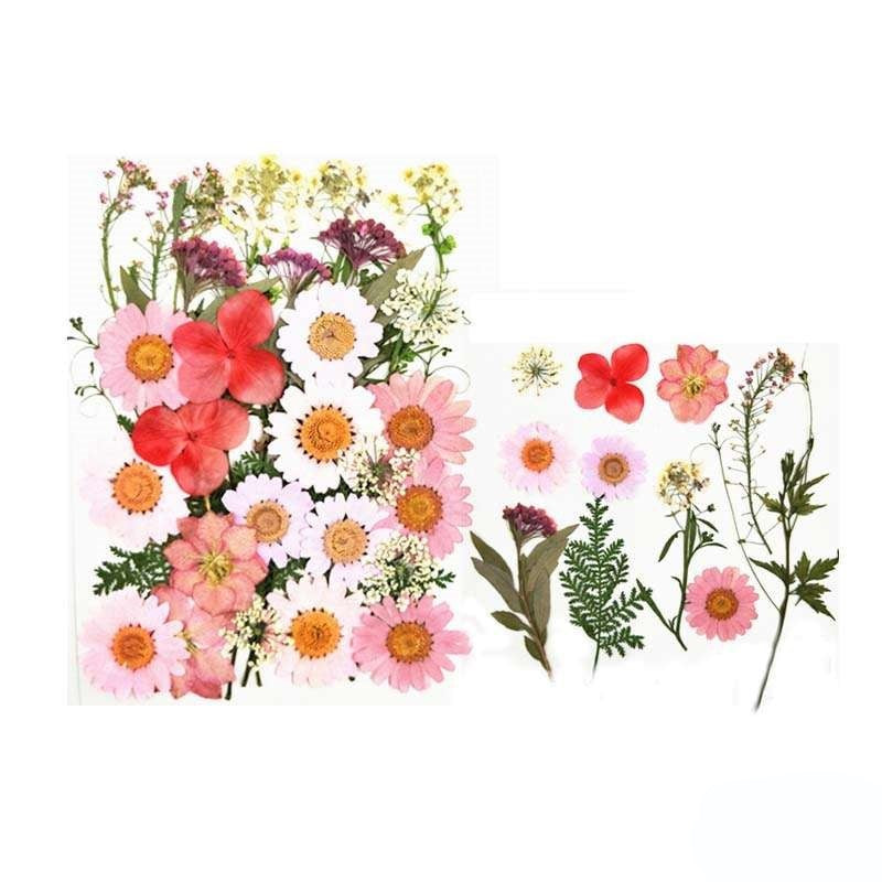 Natural Dried Pressed Flowers