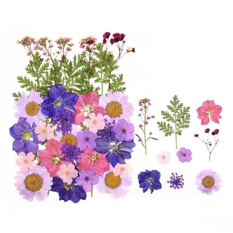 Natural Dried Pressed Flowers