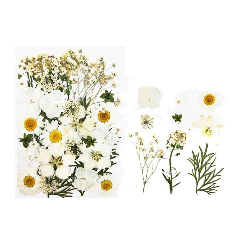 Natural Dried Pressed Flowers