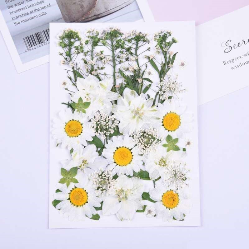Natural Dried Pressed Flowers
