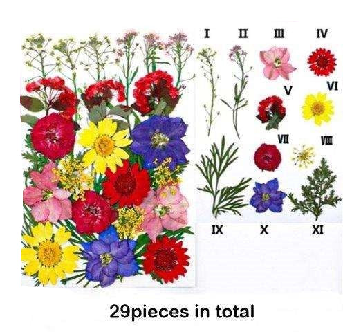 Natural Dried Pressed Flowers