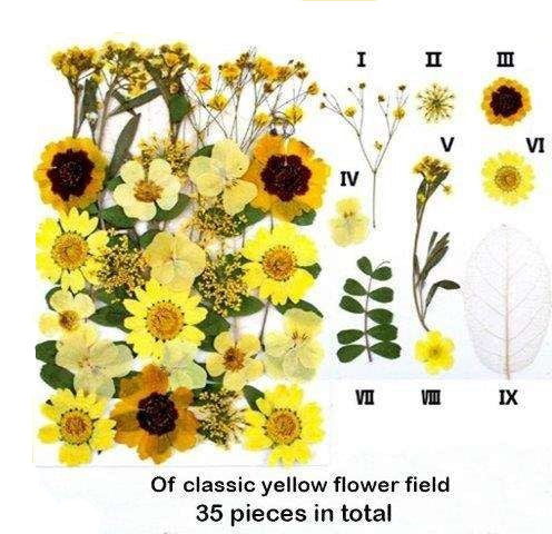 Natural Dried Pressed Flowers
