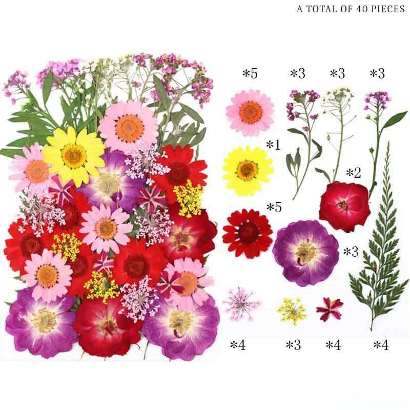 Natural Dried Pressed Flowers