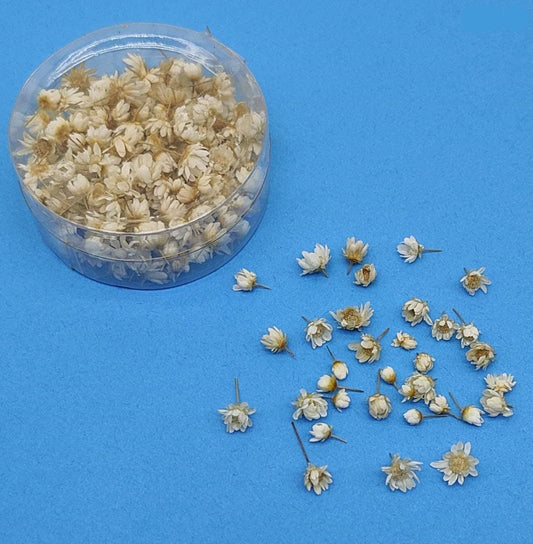 Dried Flowers 140pcs