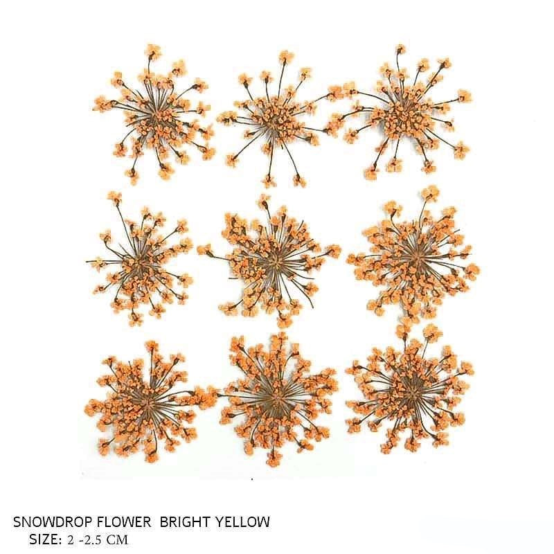Natural Dried Pressed Snowdrop Flowers Bright Yellow