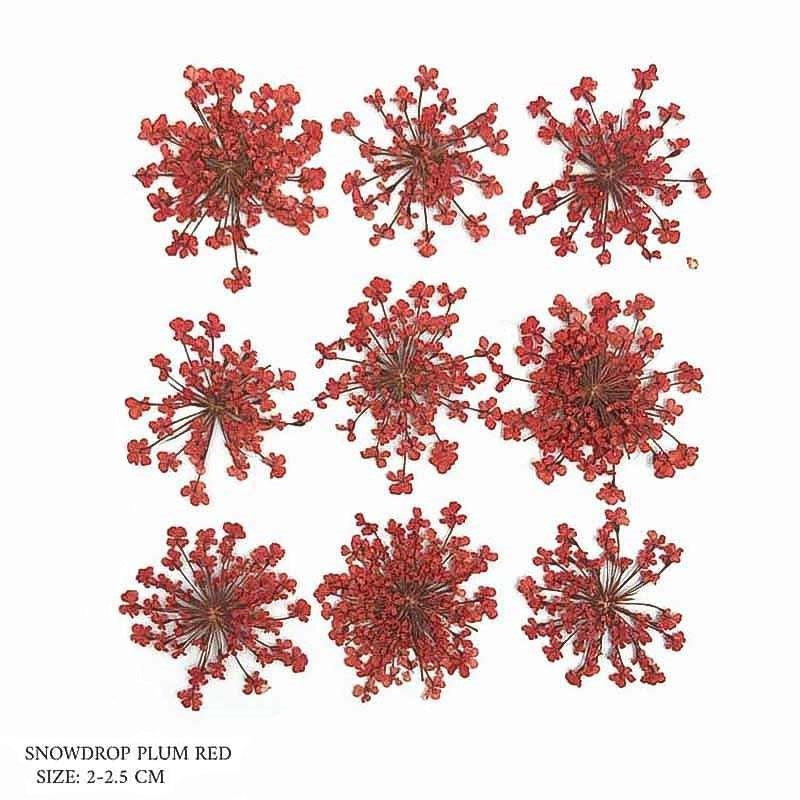 Natural Dried Pressed Snowdrop Flowers Plum Red