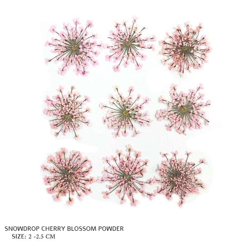 Natural Dried Pressed Snowdrop Flowers Cherry Blossom