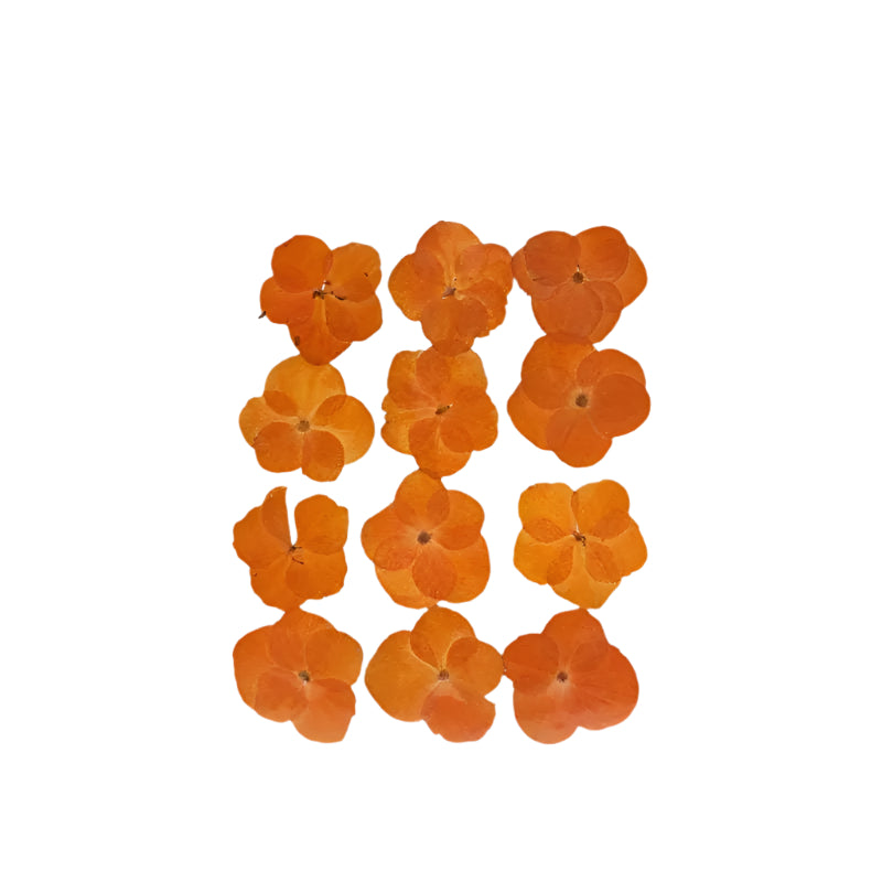Natural Dried Pressed Flowers