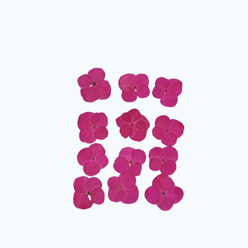 Natural Dried Pressed Flowers