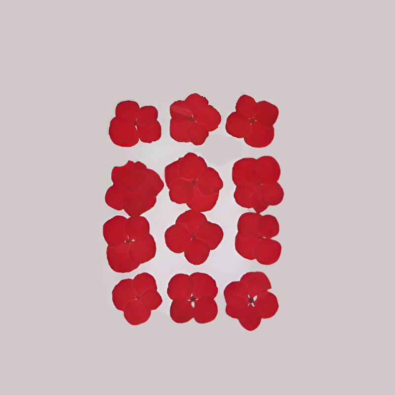 Natural Dried Pressed Flowers