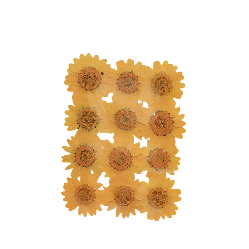 Natural Dried Pressed Flowers