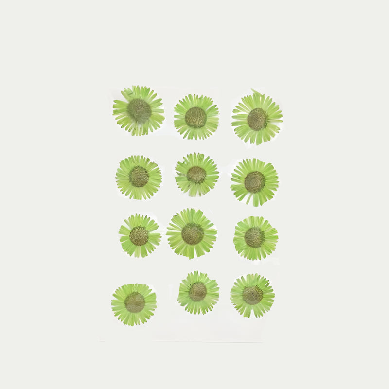 Natural Dried Pressed Flowers