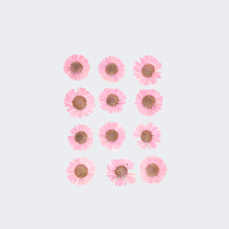 Natural Dried Pressed Flowers