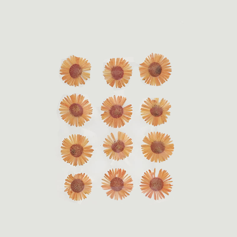 Natural Dried Pressed Flowers