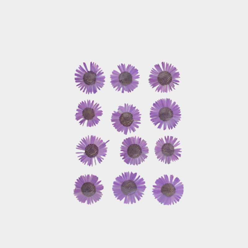 Natural Dried Pressed Flowers