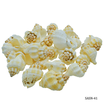 Seashells 100G