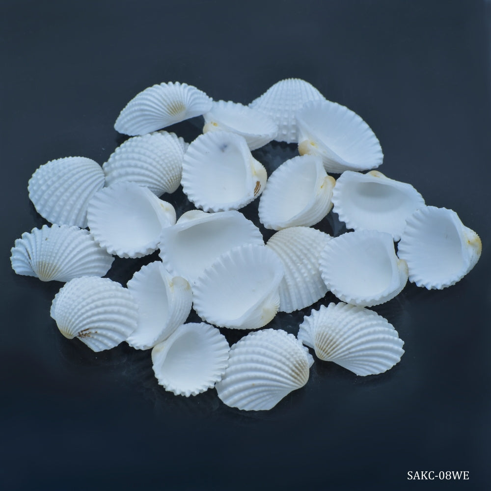 Seashells 100G