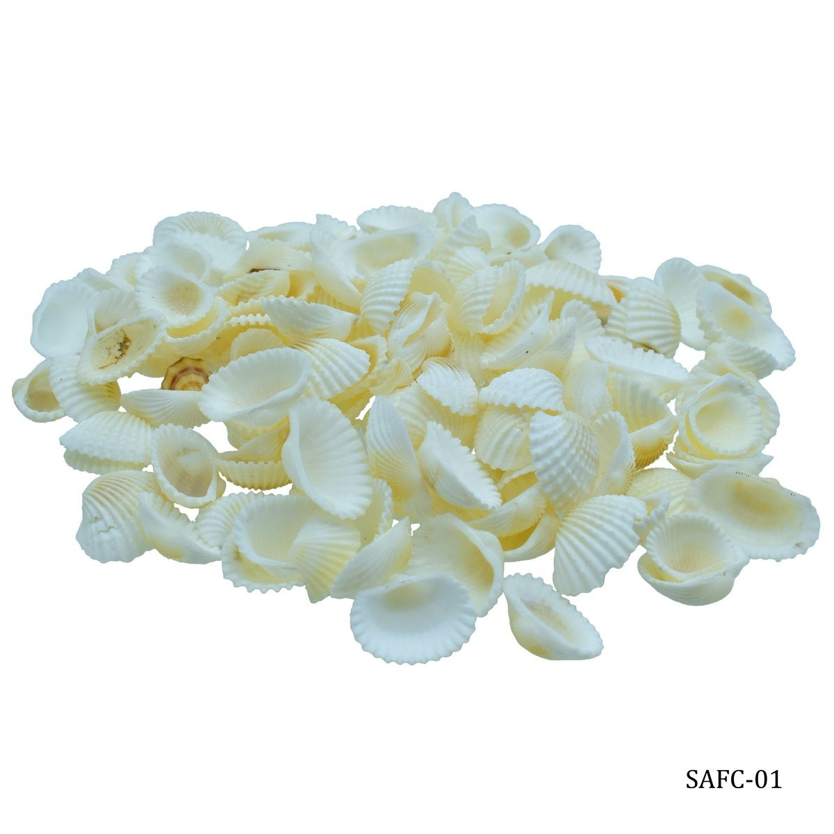 Seashells 100G