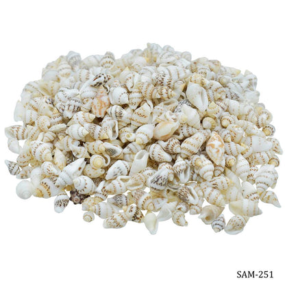 Seashells 100G