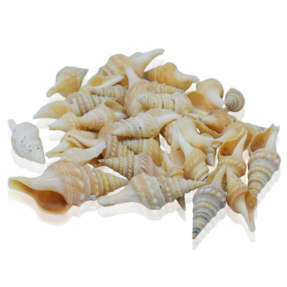 Seashells 100G