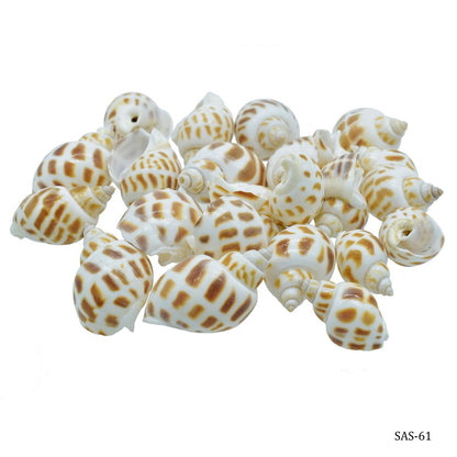 Seashells 100G